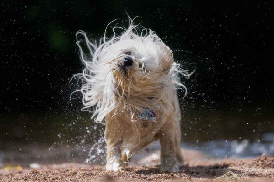 Perro sacudiéndose