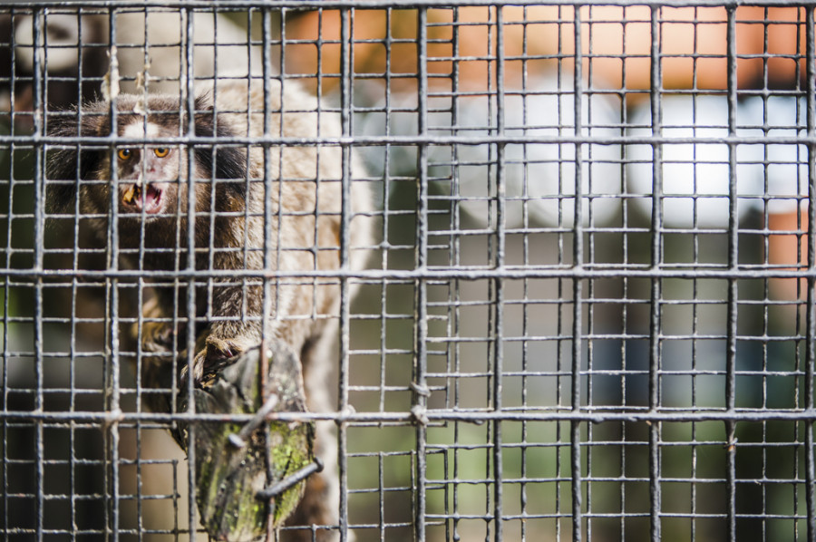 La demanda de mascotas exóticas ha aumentado el tráfico ilegal de fauna silvestre en México