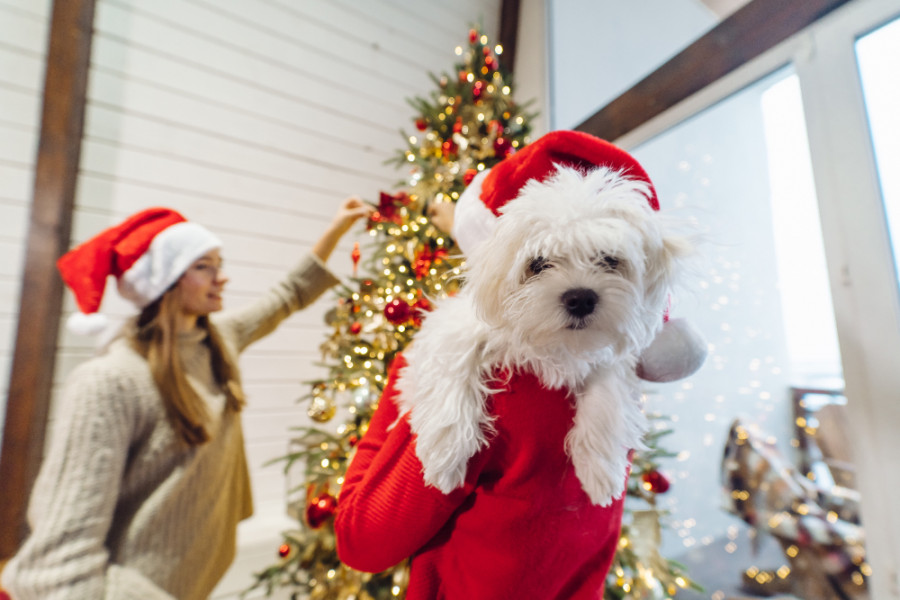 Regalar mascotas en Navidad