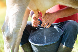 El consumo de leche cruda puede estar detrás de un nuevo caso de gripe aviar en un niño