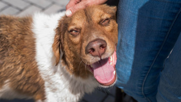 ¿Cuándo se considera que un perro ha llegado a la vejez?