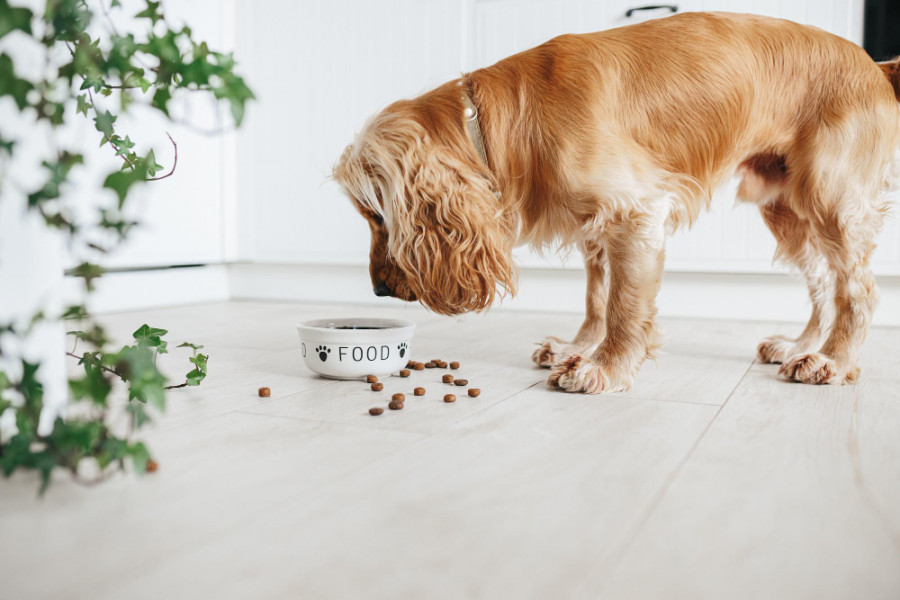 ¿Estudio muestra que perros que toman medicamentos anticonvulsivos tienen más probabilidades de sentir más apetito y sufrir sobrepeso