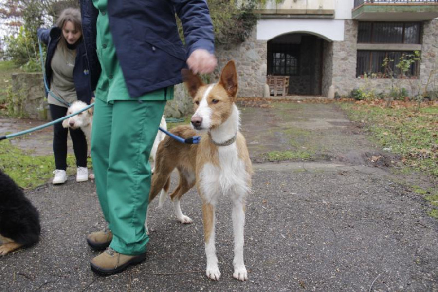 Adopción mascotas la rioja