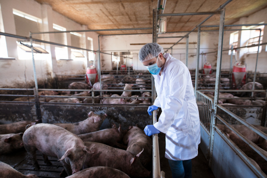 Nueva investigación ofrece esperanzas para una futura vacuna contra la peste porcina africana