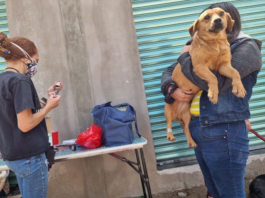 Advierte Edomex incremento de perros abandonados tras la temporada navideña