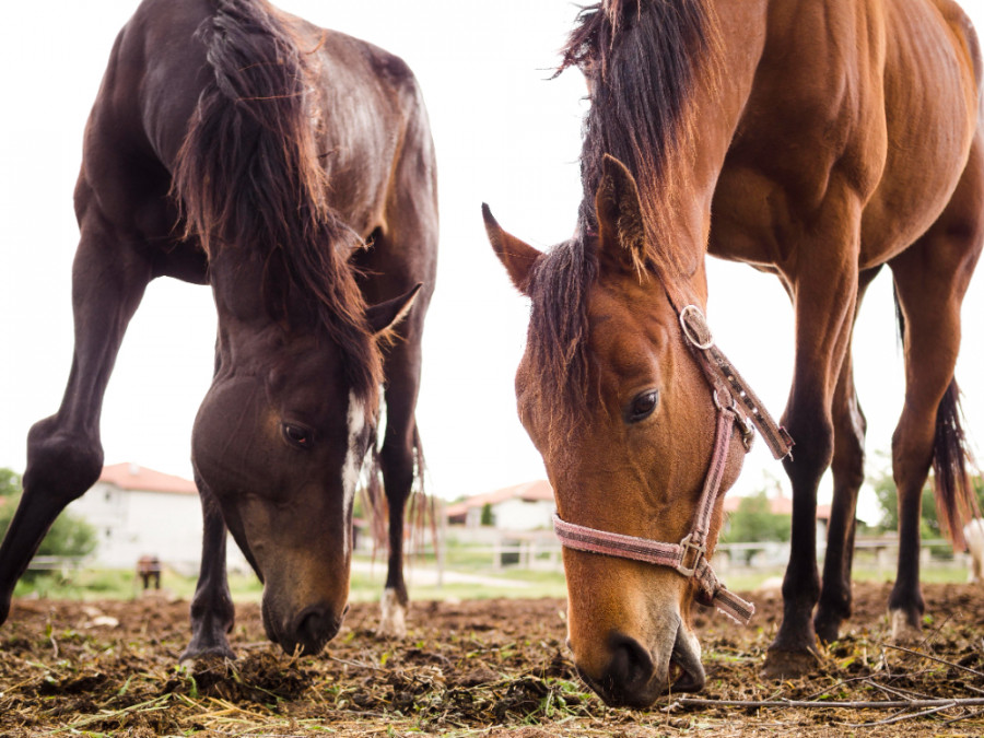 Beneficios de las vitaminas para caballos