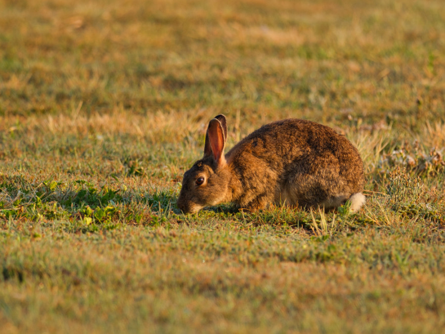 Circulación del virus del Nilo Occidental en lagomorfos salvajes