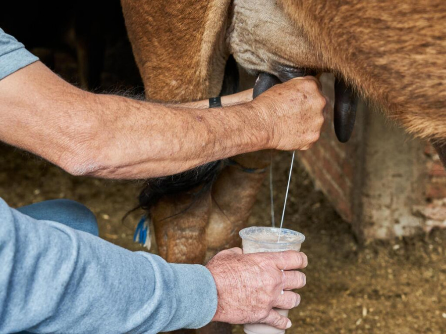 Leche cruda de vaca