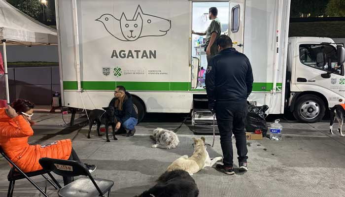 Atienden a más de 70 perros peregrinos para evitar abandono y garantizar su bienestar