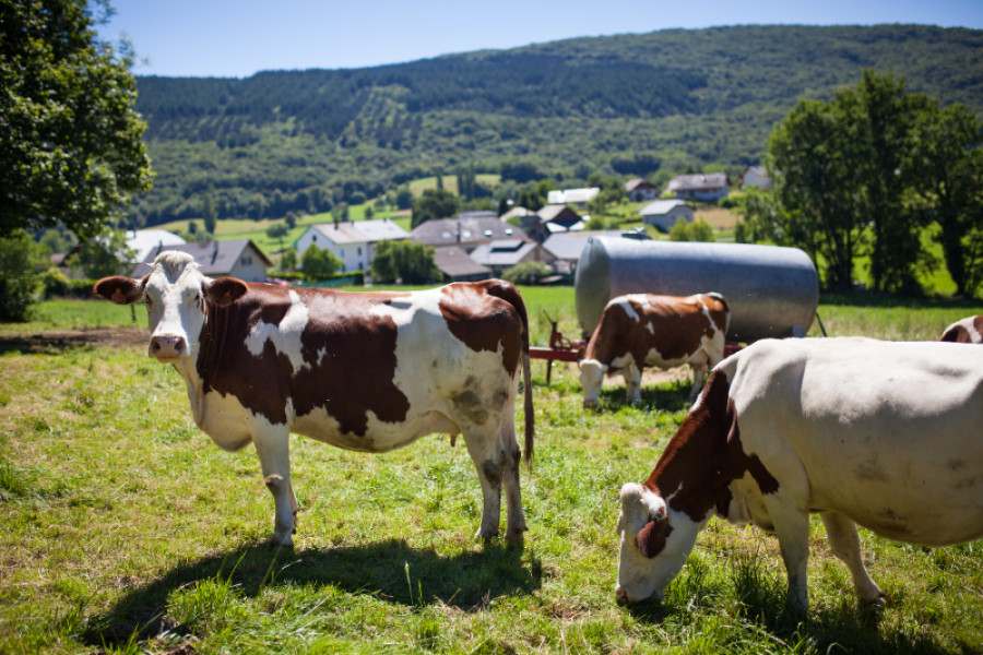 Vaca antibióticos infección útero