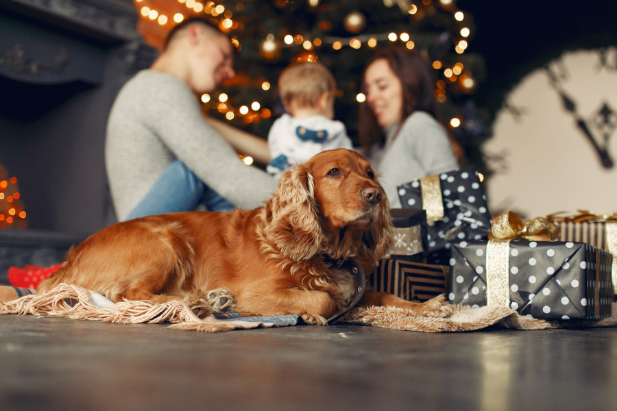 Perro Navidad