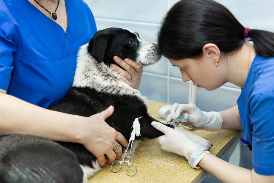 Tratamiento leishmaniosis inducir pancreatitis en perros