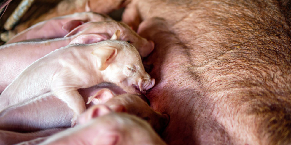 Veterinarios españoles mejoran el rendimiento y salud digestiva de los cerdos usando ácidos grasos