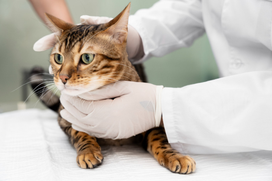 Nueva especie de microalga causante de conjuntivitis en gatos