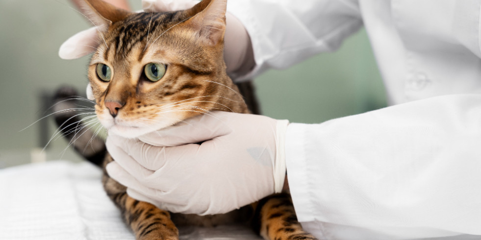 Veterinarios españoles describen una nueva especie de microalga causante de endoftalmitis en gatos