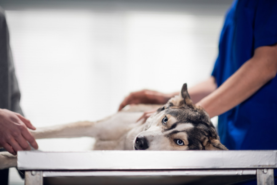 Técnicas diagnósticas de leishmaniasis canina