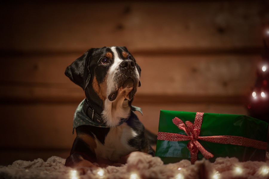 Perro navidad regalo