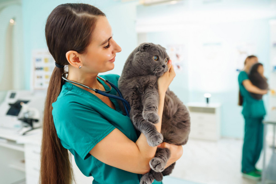 Empleo veterinario