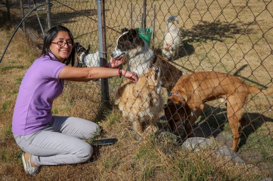 Al adoptar un perro o gato 