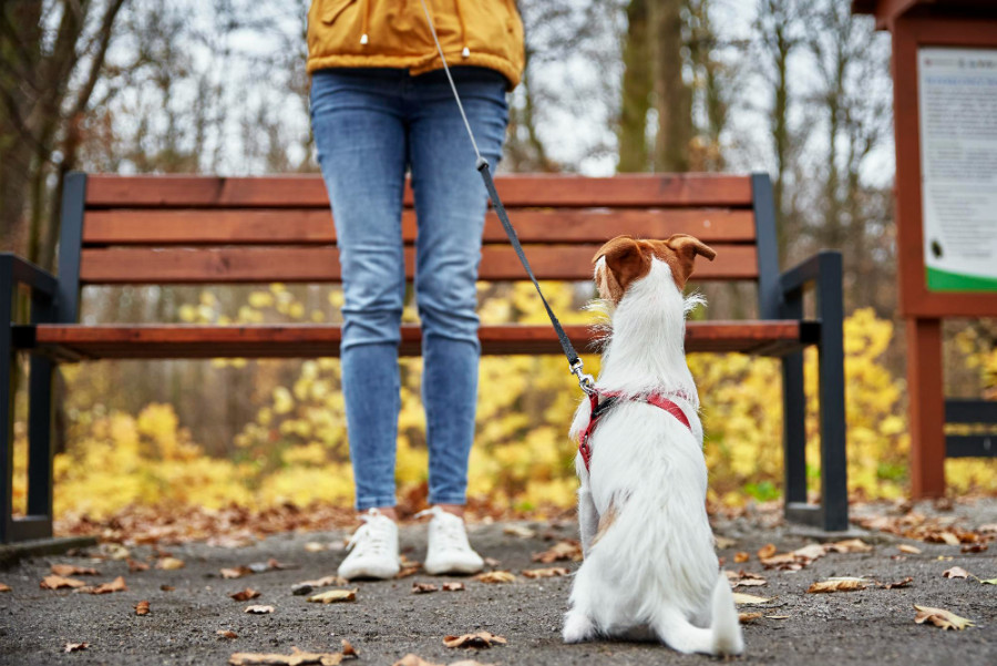 Membrana de la cáscara de huevo en la osteoartritis canina