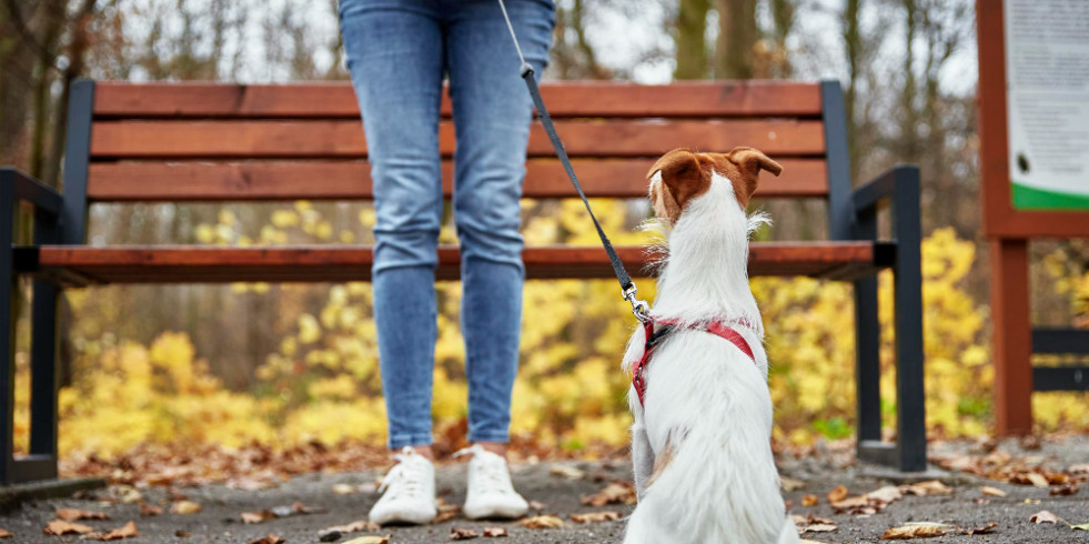 Beneficios de la membrana de la cáscara de huevo para tratar la osteoartritis canina