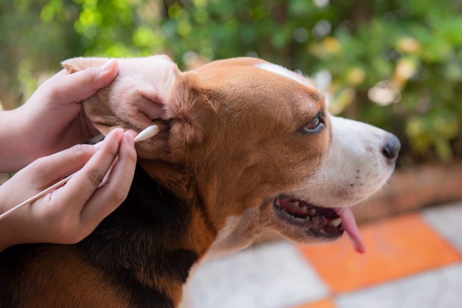 Bacteriófagos tratamiento de las otitis caninas