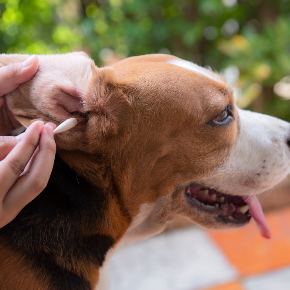 Los bacteriófagos son una alternativa eficaz a los antibióticos en el tratamiento de las otitis caninas