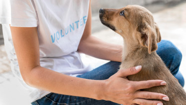 ¿Qué factores relacionados con dueños afectan al comportamiento problemático en perros?