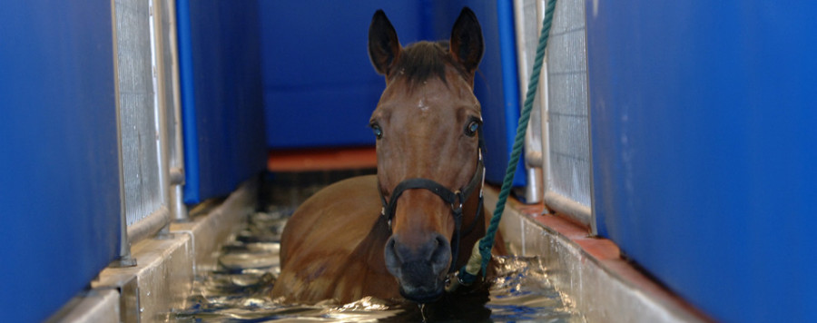 Rehabilitación piscina caballo