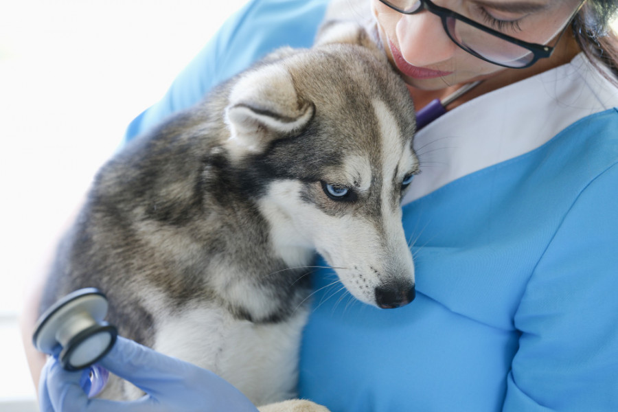 Soja aguacate osteoartrosis canina