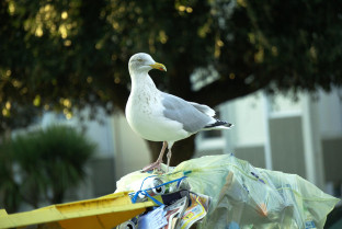 Las gaviotas de Barcelona son portadoras de Campylobacter y Salmonella