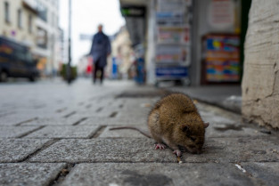 Hasta 6 tipos de helmintos zoonóticos presentes en ratas de Barcelona