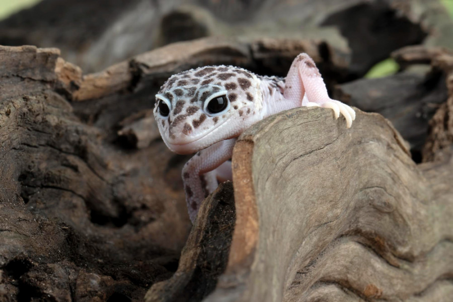 Gecko leopardo