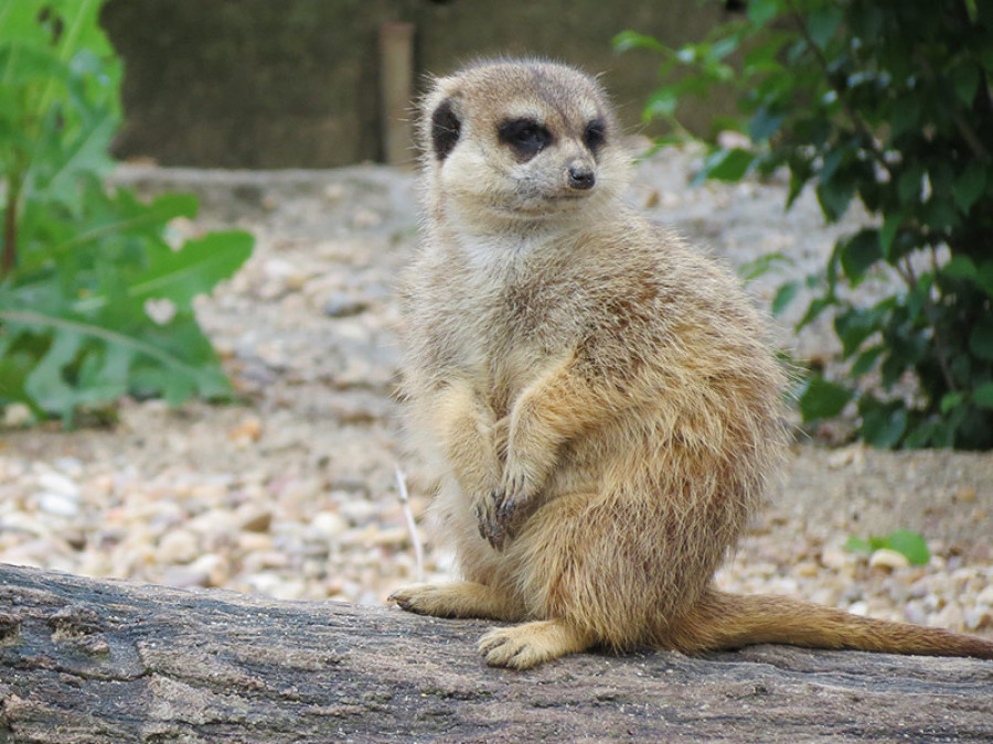 Suricata zoo madrid