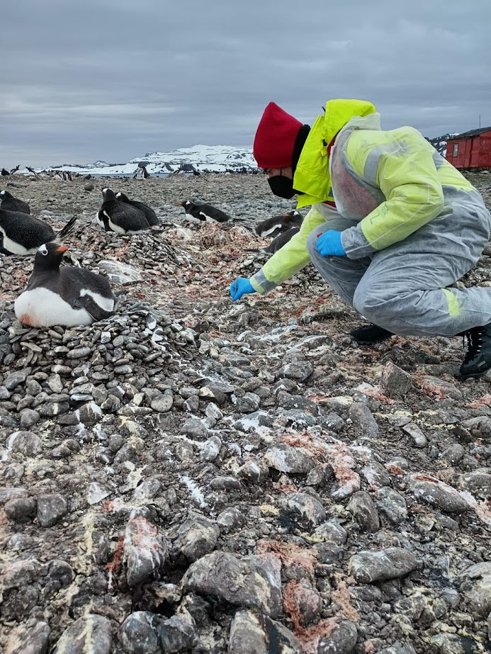 Descubren en la Antártica una especie susceptible a contagiarse de gripe aviar