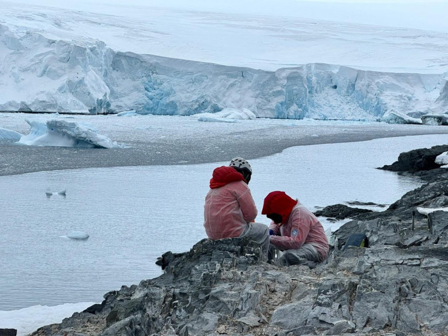 Descubren en la Antártica una especie susceptible a contagiarse de gripe aviar