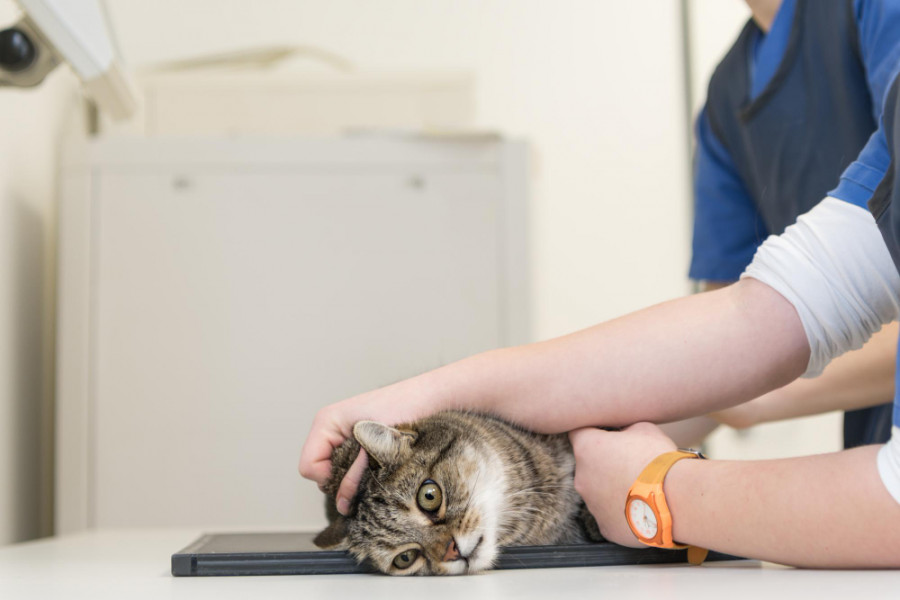 Administración diuréticos supervivencia mascotas cardiópatas