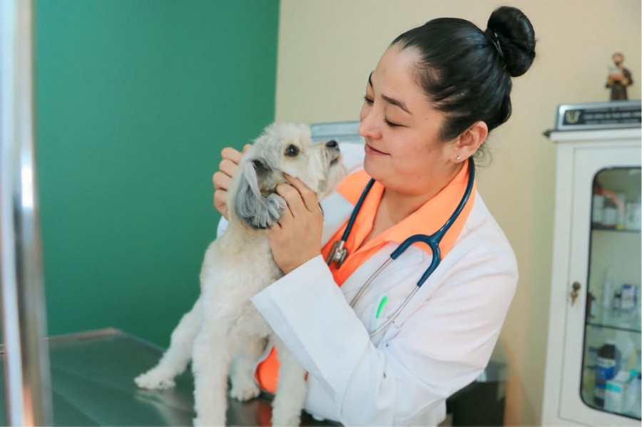 Una médica veterinaria ha dejado huella en la protección animal en Guanajuato