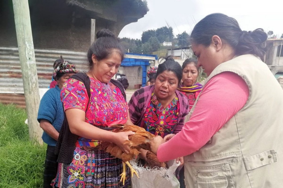 Implementan estrategia de prevención rigurosa contra la influenza aviar en Guatemala