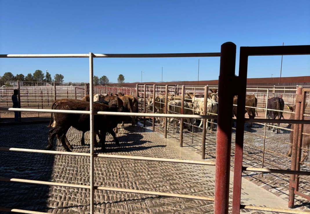 Cruza el primer lote de bovinos de Sonora, México a Estados Unidos tras cierre por el gusano barrenador del ganado