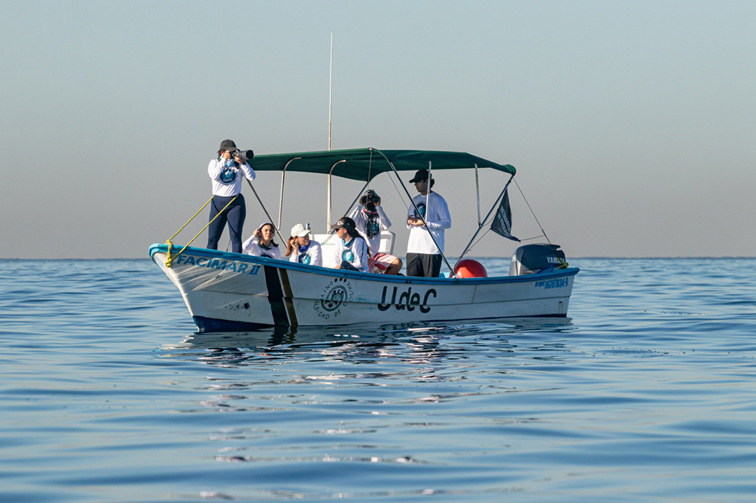 Realizan monitoreo de mamíferos marinos en costas de Colima: "lo más relevante ha sido la presencia de orcas"