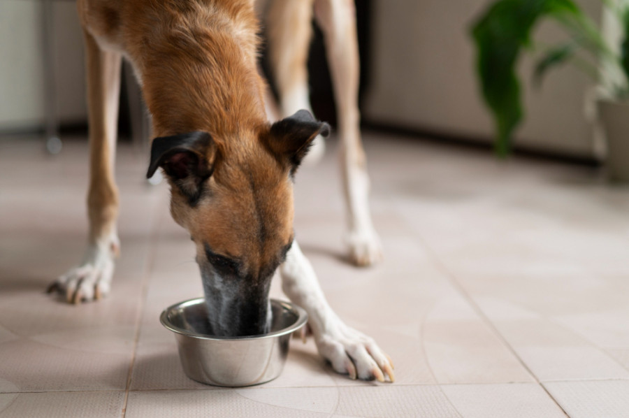 Nutricionista veterinaria denuncia facua