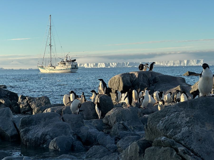 virus gripe aviar antártica