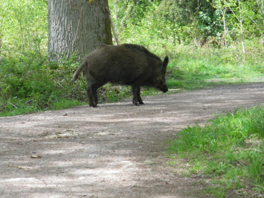 resistencia antibiótica fauna silvestre